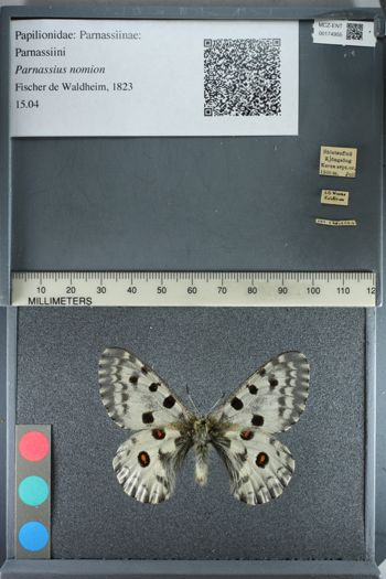 Media type: image;   Entomology 174955